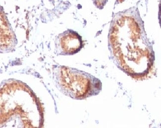 IHC testing of FFPE human testis tissue with PMEL17 antibody (clone MSSG95). HIER: boil tissue sections in pH 9 10mM Tris with 1mM EDTA for 20 min and allow to cool before testing.~