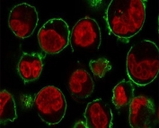 Immunofluorescent staining of human K562 cells with CD43 antibody (clone CDLA43, green) and NucSpot nuclear stain (red).
