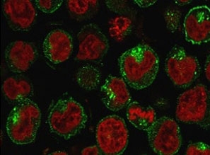 Immunofluorescent staining of PFA-fixed human K562 cells with Transferrin Receptor antibody (clone CDLA71, green) and Reddot nuclear stain (red).~