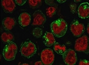 Immunofluorescent staining of PFA-fixed human K562 cells with Transferrin Receptor antibody (clone CDLA71, green) and Reddot nuclear stain (red).