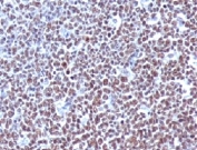 IHC testing of FFPE human tonsil with Cyclin B1 antibody (clone BCLB1-1).