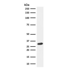 Western blot testing of human HeLa cell lysate with CDK1 antibody (clone CDVC2-1). Predicted molecular weight ~33 kDa.~