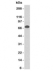 Western blot testing of Daudi cell lysate using CD86 antibody (clone CDLA86). Observed molecular weight: 38~70 kDa depending on glycosylation level.