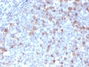 IHC testing of FFPE human tonsil with Cdc20 antibody (clone CLDC20-1). FFPE testing requires sections to be boiled in pH 9 10mM Tris with 1mM EDTA for 10-20 minutes, followed by cooling at RT for 20 minutes, prior to staining.
