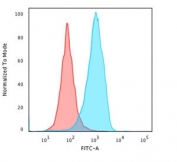 Flow cytometry testing of PFA-fixed human U-87 MG cells with CD63 antibody (clone CDLA63-1); Red=isotype control, Blue= CD63 antibody.