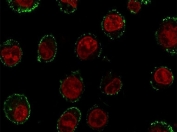 Immunofluorescent staining of human Raji cells with CD74 antibody (green, clone CDLA74-1) and Reddot nuclear stain (red).