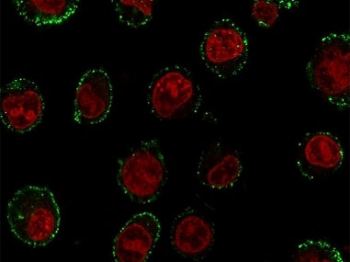 Immunofluorescent staining of human Raji cells with CD74 antibody (green, clone CDLA74-1) and Reddot nuclear stain