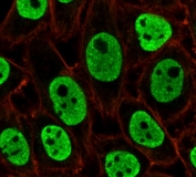 Immunofluorescent staining of PFA-fixed human HeLa cells with Nuclear Marker antibody (green, clone NUCM1-1) and Phalloidin (red).