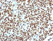 IHC testing of FFPE human tonsil with Nuclear Antigen antibody (clone NUCM1-1). FFPE testing requires sections to be boiled in pH 9 10mM Tris with 1mM EDTA for 10-20 minutes, followed by cooling at RT for 20 minutes, prior to staining.