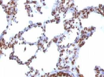 IHC testing of FFPE rat lung with Nuclear Antigen antibody (clone NUCM1-1). FFPE testing requires sections to be boiled in pH 9 10mM Tris with 1mM EDTA for 10-20 minutes, followed by cooling at RT for 20 minutes, prior to staining.~