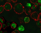 Immunofluorescent staining of PFA-fixed human K562 cells with Nucleolin antibody (green, clone NPC23-2) and Phalloidin (red).