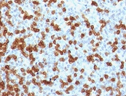 IHC testing of FFPE human tonsil with recombinant PD-1 antibody (clone RMPD1-1). HIER: steam sections in 10mM Tris with 1mM EDTA, pH 9, for 10-20 min.