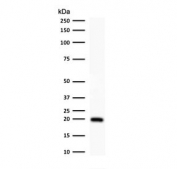 Western blot testing of human HeLa cell lysate with Ferritin antibody (clone FTLC1-1). Predicted molecular weight: ~20 kDa.