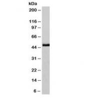 Western blot testing of human HeLa cell lysate with NSE antibody (clone NSEL1-1). Predicted molecular weight ~47 kDa.