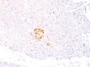 IHC testing of FFPE human pancreas with NSE antibody (clone NSEL1-1). Staining of FFPE tissue requires boiling sections in pH 9 10mM Tris with 1mM EDTA for 10-20 min followed by cooling at RT for 20 min.