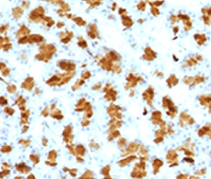 IHC testing of FFPE rat pancreas with Elastase 3B antibody (clone ELTS3B-2). FFPE staining requires boiling tissue sections in 10mM Tris with 1mM EDTA, pH 9, for 10-20 min followed by cooling at RT for 20 min.~