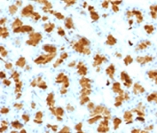 IHC testing of FFPE rat pancreas with Elastase 3B antibody (clone ELTS3B-2). FFPE staining requires boiling tissue sections in 10mM Tris with 1mM EDTA, pH 9, for 10-20 min followed by cooling at RT for 20 min.