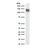 Western blot testing of human ThP1 cell lysate with recombinant CD31 antibody (clone RMCD31-1). Expected molecular weight: 83-130 kDa depending on level of glycosylation.