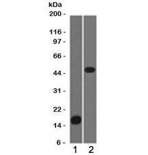 Western blot testing of 1) partial recombinant protein and 2) Jurkat cell lysate using Adipophilin antibody (clone ADPN1-1).~