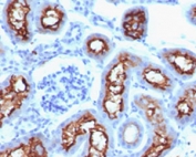 IHC testing of FFPE mouse kidney with CFTR antibody (clone CFTR1-1). Staining of FFPE tissue is enhanced by boiling tissue sections in 10mM Tris with 1mM EDTA, pH9 for 10-20 min followed by cooling at RT for 20 min.