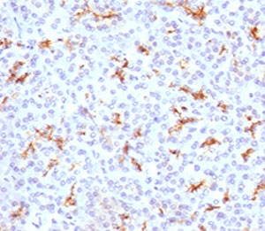 IHC testing of FFPE human pancreas with CFTR antibody (clone CFTR1-1). Staining of FFPE tissue is enhanced by boiling tissue sections in 10mM Tris with 1mM EDTA, pH9 for 10-20 min followed by cooling at RT for 20 min.~