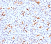 IHC testing of FFPE human pancreas with CFTR antibody (clone CFTR1-1). Staining of FFPE tissue is enhanced by boiling tissue sections in 10mM Tris with 1mM EDTA, pH9 for 10-20 min followed by cooling at RT for 20 min.