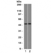 Western blot testing of 1) ThP1 and 2) Raji cell lysate with FLI1 antibody (clone FLVI1-1). Predicted molecular weight ~50 kDa.