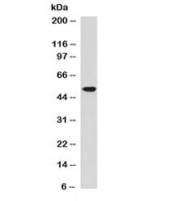 Western blot testing of human K562 cell lysate with ALDH1 antibody (clone AHDH1-1). Expected molecular weight ~55 kDa.