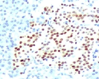 IHC testing of FFPE human pancreas with recombinant NKX2.2 antibody (clone RMNK2-1). HIER: steam sections in pH 9 10mM Tris with 1mM EDTA for 10-20 min.~