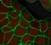 Immunofluorescent staining of human MCF7 cells with EpCAM antibody (clone EPM17-4, green) and Reddot nuclear stain (red).