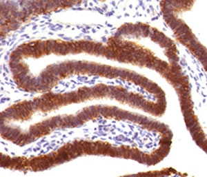IHC testing of FFPE human fallopian tube with EpCAM antibody (clone EPM17-4). Staining of FFPE tissue requires boiling sections in pH 9 10mM Tris with 1mM EDTA for 10-20 min followed by cooling at RT for 20 min.~