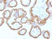 IHC testing of FFPE human placenta with E-Cadherin antibody (clone ECD1-2). HIER: steam sections in pH6 citrate buffer for 20 min.