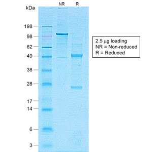 SDS-PAGE analysis of purified, BSA-free recombinant CD1a antibody (clone C