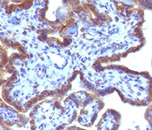 IHC testing of FFPE human placenta with MAML3 antibody (clone MMLP3-1).~