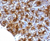 IHC testing of FFPE human pancreas with MAML3 antibody (clone MMLP3-1).