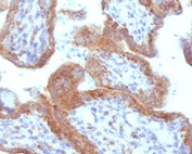 IHC testing of FFPE human placenta with MAML2 antibody (clone MMLP2-1). Staining of FFPE tissue requires boiling sections in 10mM Tris with 1mM EDTA, pH9, for 10-20 min followed by cooling at RT for 20 min.