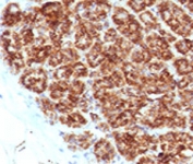 IHC testing of FFPE human pancreas with MAML2 antibody (clone MMLP2-1).Staining of FFPE tissue requires boiling sections in 10mM Tris with 1mM EDTA, pH9, for 10-20 min followed by cooling at RT for 20 min.