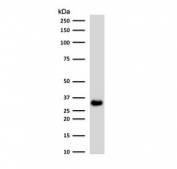 Western blot testing of human HCT116 cell lysate with EpCAM antibody (clone EPM17-2). Expected molecular weight: ~35 kDa (unmodified), 40-43 kDa (glycosylated).