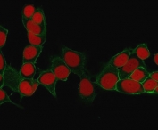 Immunofluorescent staining of human MCF-7 cells with EpCAM antibody (green, clone EPM17-2) and Reddot nuclear stain (red).