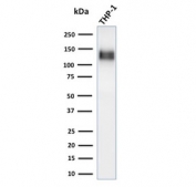 Western blot testing of human ThP1 cell lysate with recombinant CD31 antibody (clone C31/1395R). Expected molecular weight: 83-130 kDa depending on level of glycosylation.
