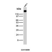 CD31 Antibody THP-1 WB. Western blot analysis of THP-1 cell lysate using CD31 Antibody clone C31/1395R detects a prominent band at approximately 130 kDa, consistent with the predicted molecular weight of Platelet Endothelial Cell Adhesion Molecule 1 (PECAM1/CD31). The observed signal is consistent with CD31 expression in monocytic lineage cells and reflects the established role of this cell-surface adhesion molecule in leukocyte migration, immune cell interactions, and vascular-associated signaling pathways.