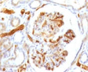 IHC testing of FFPE human kidney with Adiponectin antibody (clone ADPQ-1). HIER: boil tissue sections in pH6, 10mM citrate buffer, for 10-20 min and allow to cool before testing.