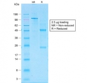 SDS-PAGE analysis of purified, BSA-free recombinant CD30 antibody (clone Ki-1/1505R) as confirmation of integrity and purity.