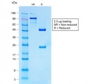 SDS-PAGE analysis of purified, BSA-free recombinant CD30 antibody (clone Ki-1/1747R) as confirmation of integrity and purity.