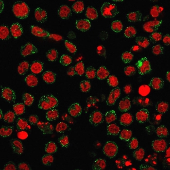 Immunofluorescent staining of human U937 cells with recombinant CD15 antibody (clone FUT4/1478R, green) and Reddot nuclear stain (red).~