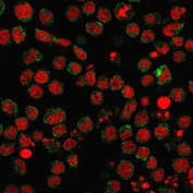 Immunofluorescent staining of human U937 cells with recombinant CD15 antibody (clone FUT4/1478R, green) and Reddot nuclear stain (red).