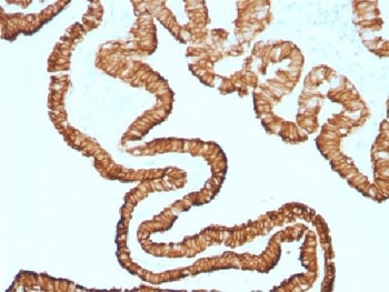 IHC testing of FFPE human oviduct with recombinant Cytokeratin 7 antibody (clone KRT7/1499R). Required HIER: steam sections in pH 9 10mM Tris with 1mM EDTA for 10-20 min.~
