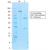 SDS-PAGE analysis of purified, BSA-free recombinant Cytokeratin 7 antibody (clone KRT7/1499R) as confirmation of integrity and purity.
