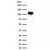 Western blot testing of human kidney lysate with recombinant Cadherin 16 antibody (clone CDH16/1532R). Expected molecular weight: 90~130 kDa.
