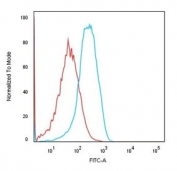 Flow cytometry testing of human HEK293 cells with recombinant Cadherin 16 antibody (clone CDH16/1532R); Red=isotype control, Blue= recombinant Cadherin 16 antibody.